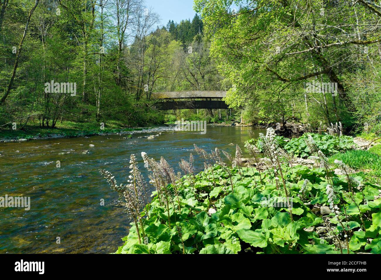 Germany, Baden-Württemberg, Löffingen-Bachheim, blooming butterbur at the covered Canadian footbridge over the Wutach in the Wutachschlucht nature res Stock Photo