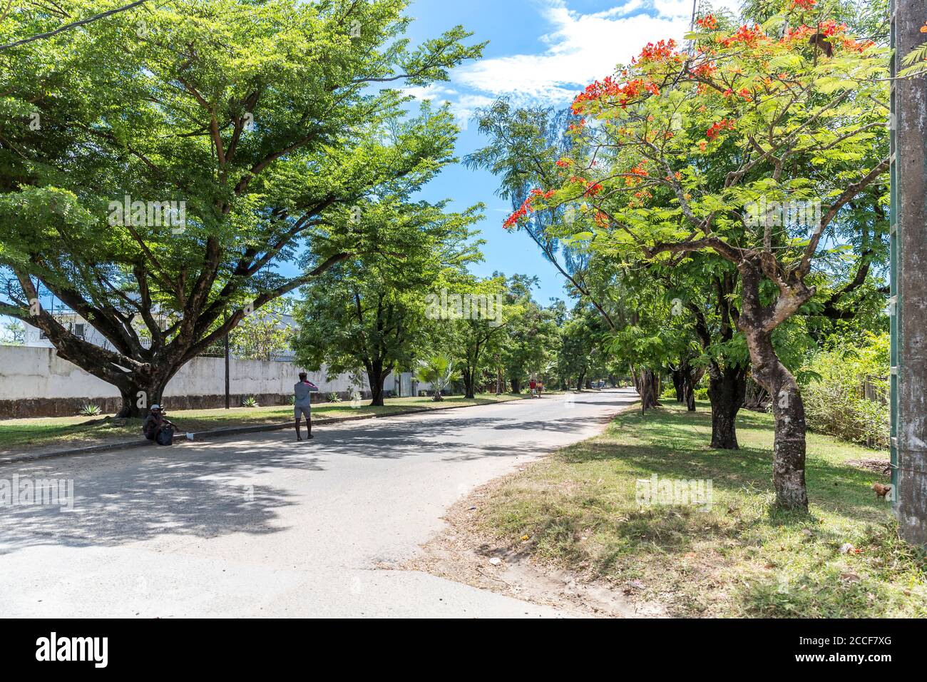 Road with flame tree, Flamboyant, Toamasina, Tamatave, Madagascar, Africa, Indian Ocean Stock Photo
