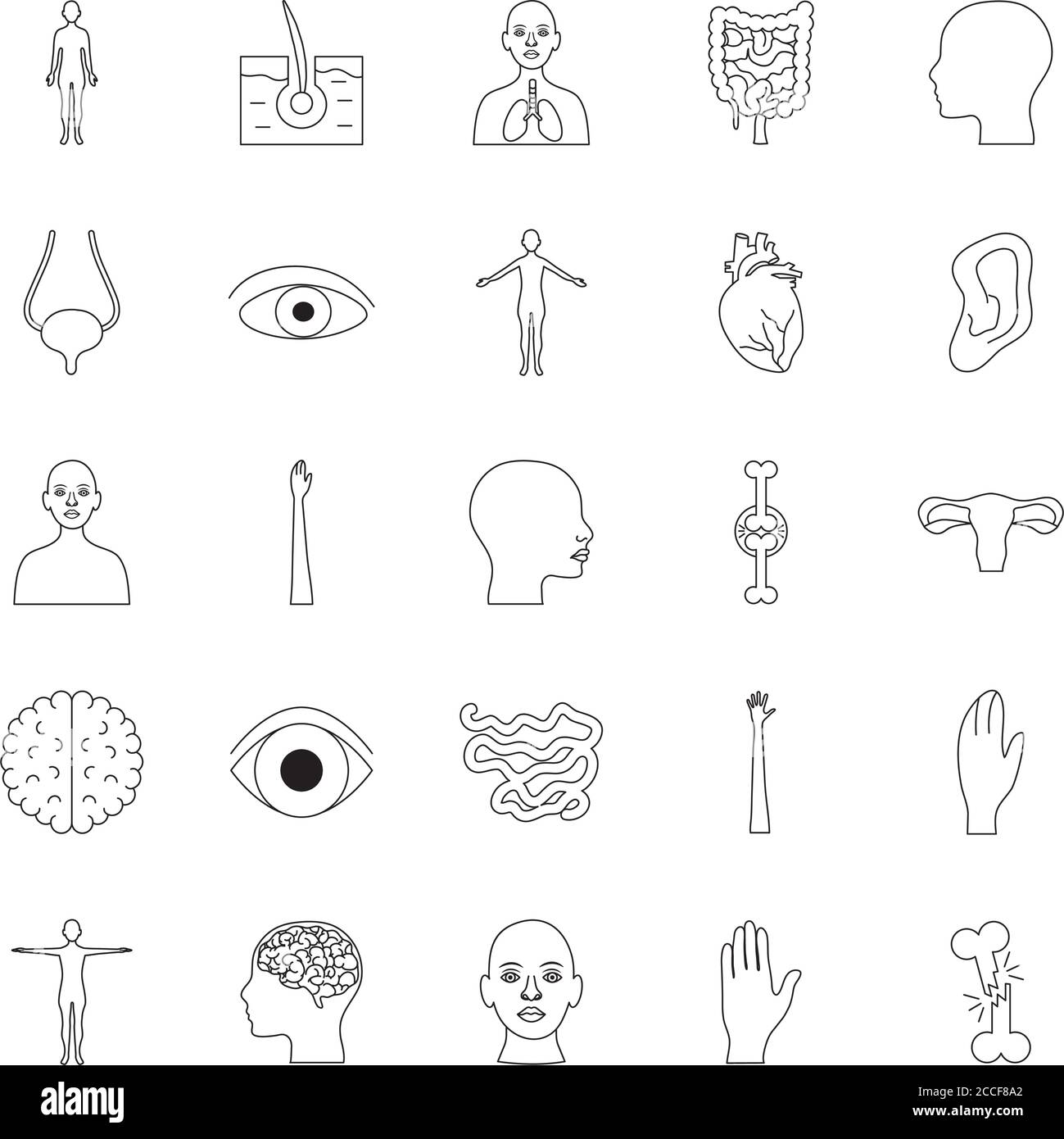 Human Body Icon Set Over White Background Line Style Vector