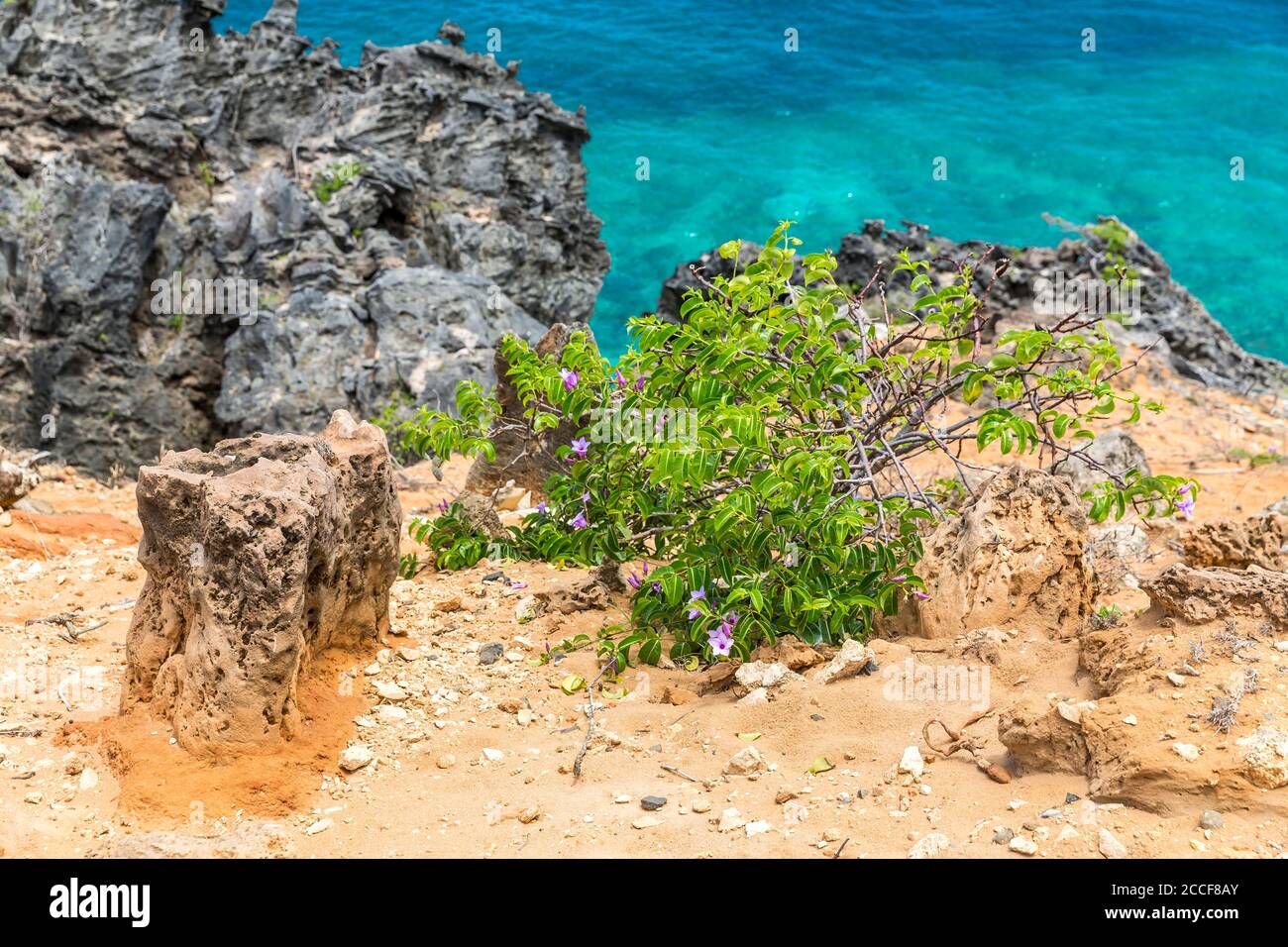 Rubber vine, Madagascar Rubbervine, (Cryptostegia grandiflora), rocky coast, Oronjia National Park, Antsiranana, Diego Suarez, Ramena Municipality, Ma Stock Photo