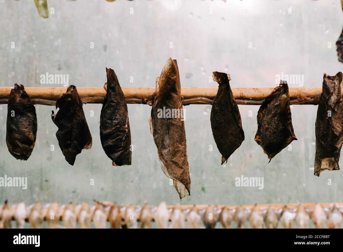butterfly cocoon chrysalis in a butterfly house Stock Photo Alamy