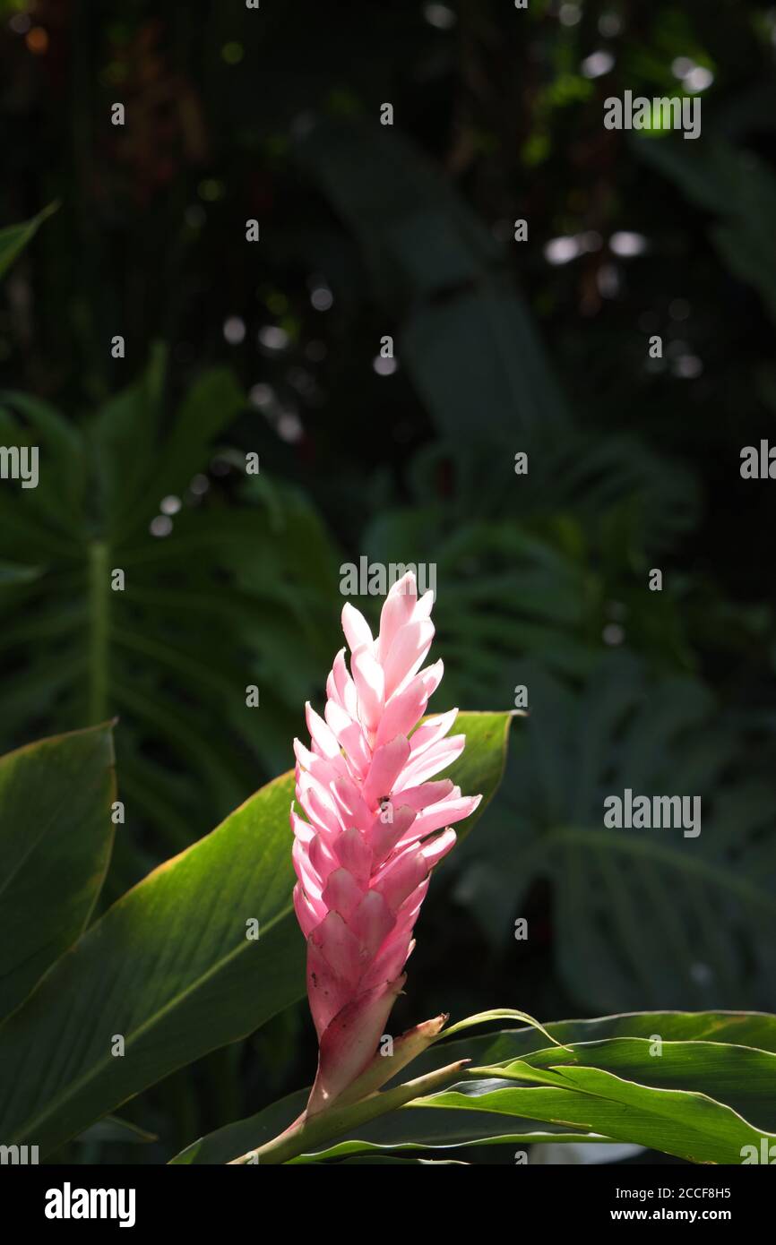 local pink ginger Hawaiian flower in tropical rainforest habitat ecology at Waimea valley on Oahu Stock Photo