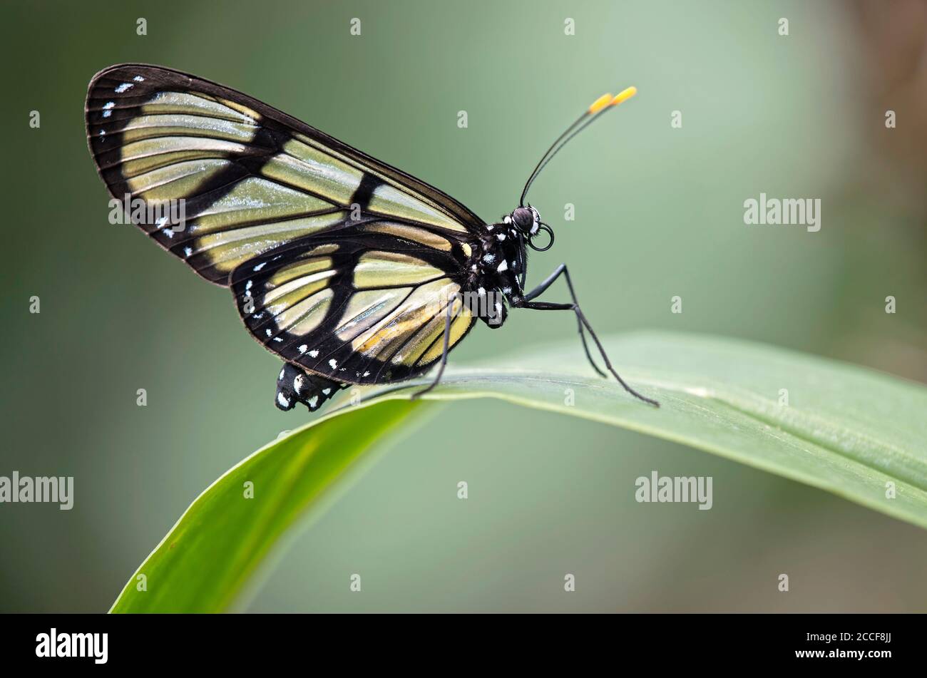 Neotropic glass-wing butterfly, Methona confusa, family of noble butterflies (Nymphalidae), Mindo Region, Ecuador Stock Photo