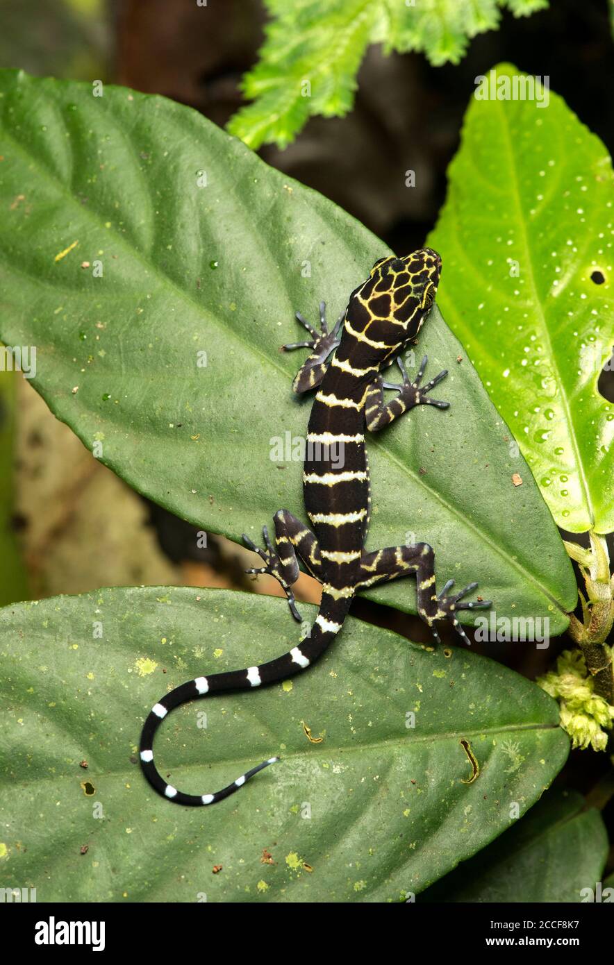 Bent-toed Gecko (Cyrtodactylus consobrinus), Gekkonidae Famiie, Gunung Mulu National Park, UNESCO World Heritage Site, Sarawak, Borneo, Malaysia Stock Photo