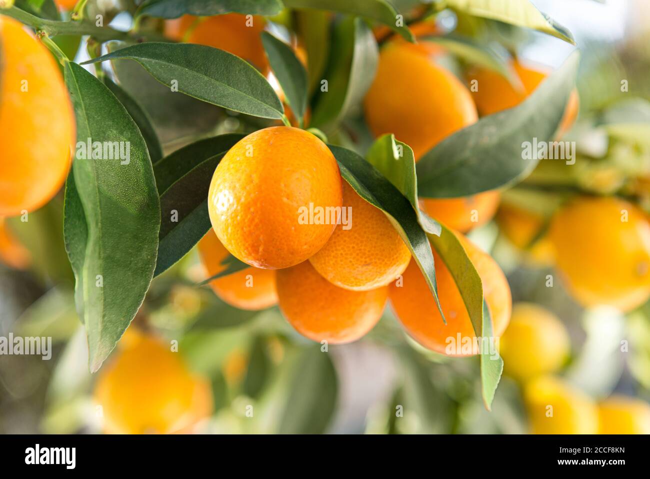 Kumquat dwarf orange, calamondin orange, hanging on the branch, Citrus fortunella Japonica, family of lozenges Stock Photo