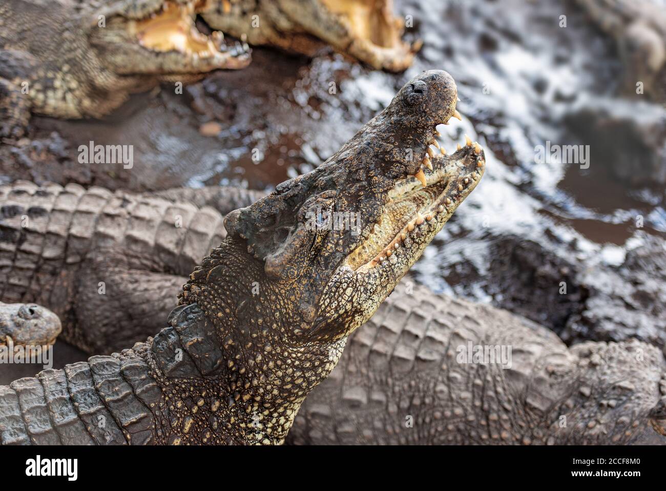 Crocodiles, Cuba, Bay of Pigs, open mouth, teeth Stock Photo