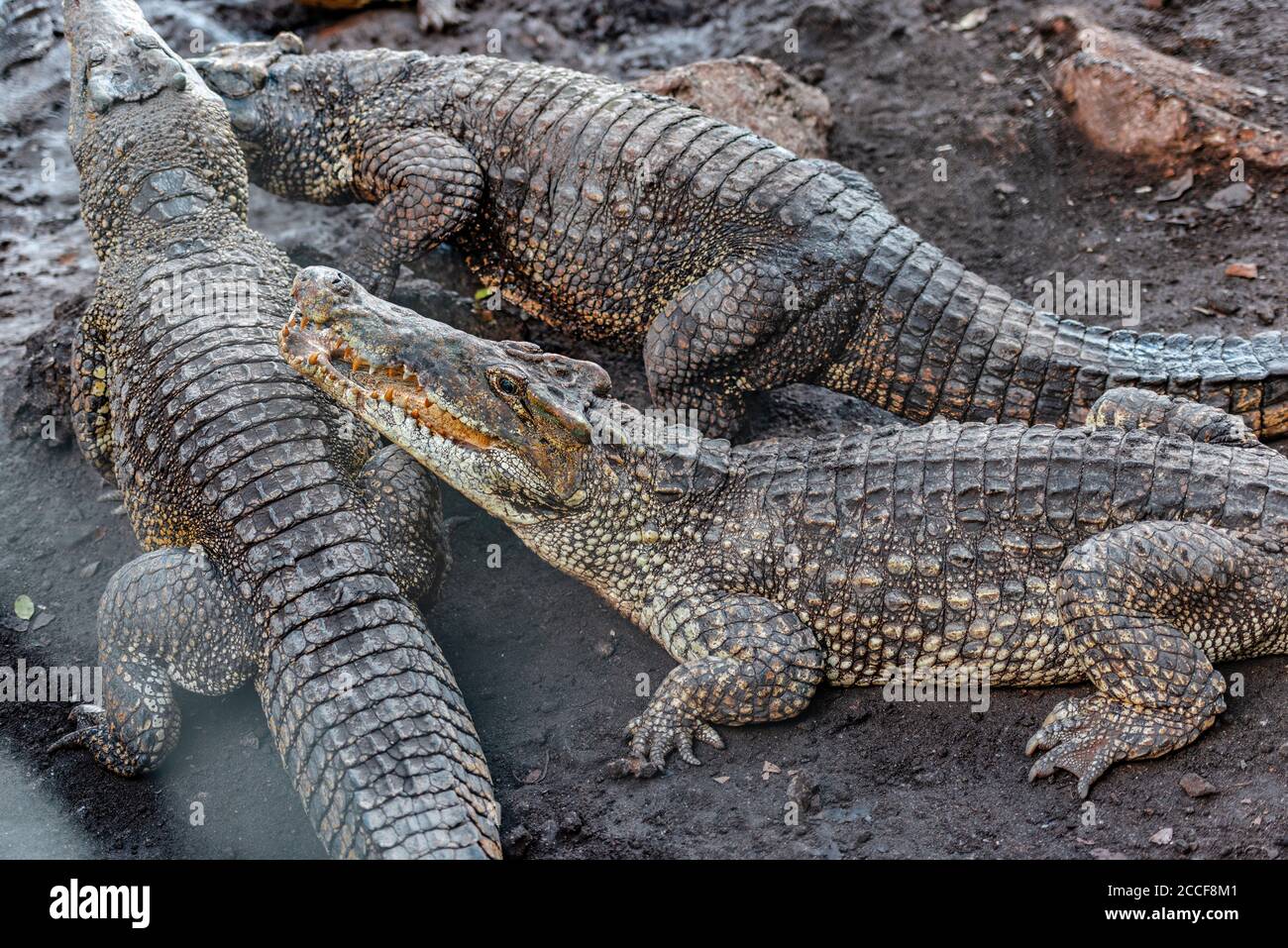 Crocodiles, Cuba, Bay of Pigs, side view, Stock Photo