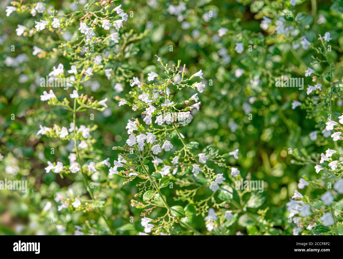 Oregano, Origanum vulgare 'Compactum', family labiate, spice, medicinal plant, garden view Stock Photo