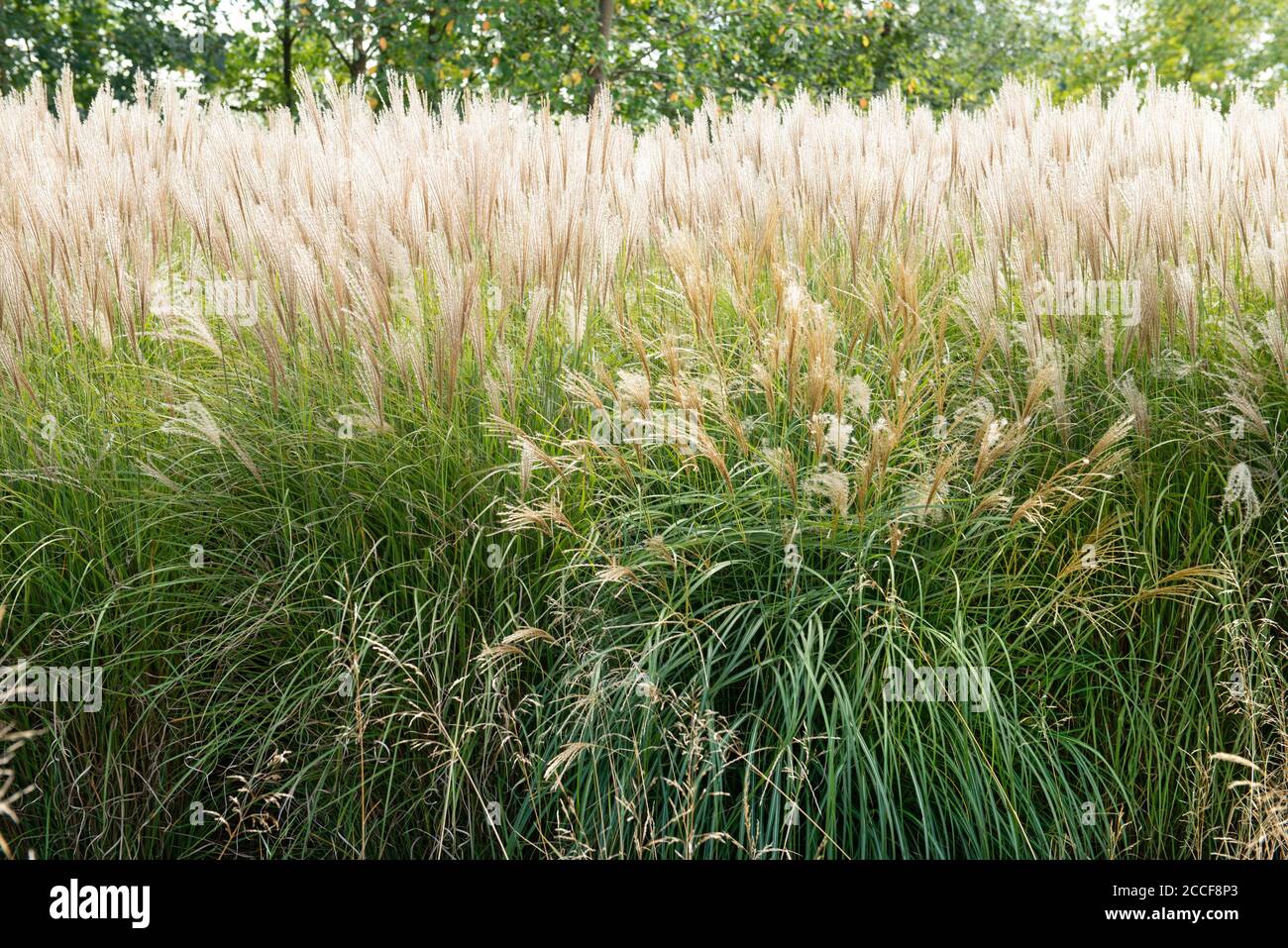 Chinese reed, Miscanthus sinensis, sweet grass family Stock Photo
