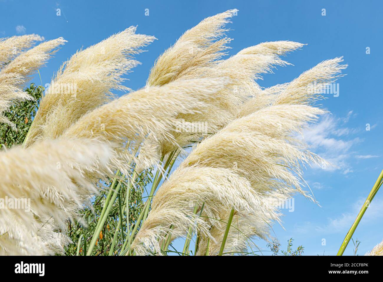 Pampas grass, Cortaderia selloana, sweet grass family, blowing, blue sky Stock Photo