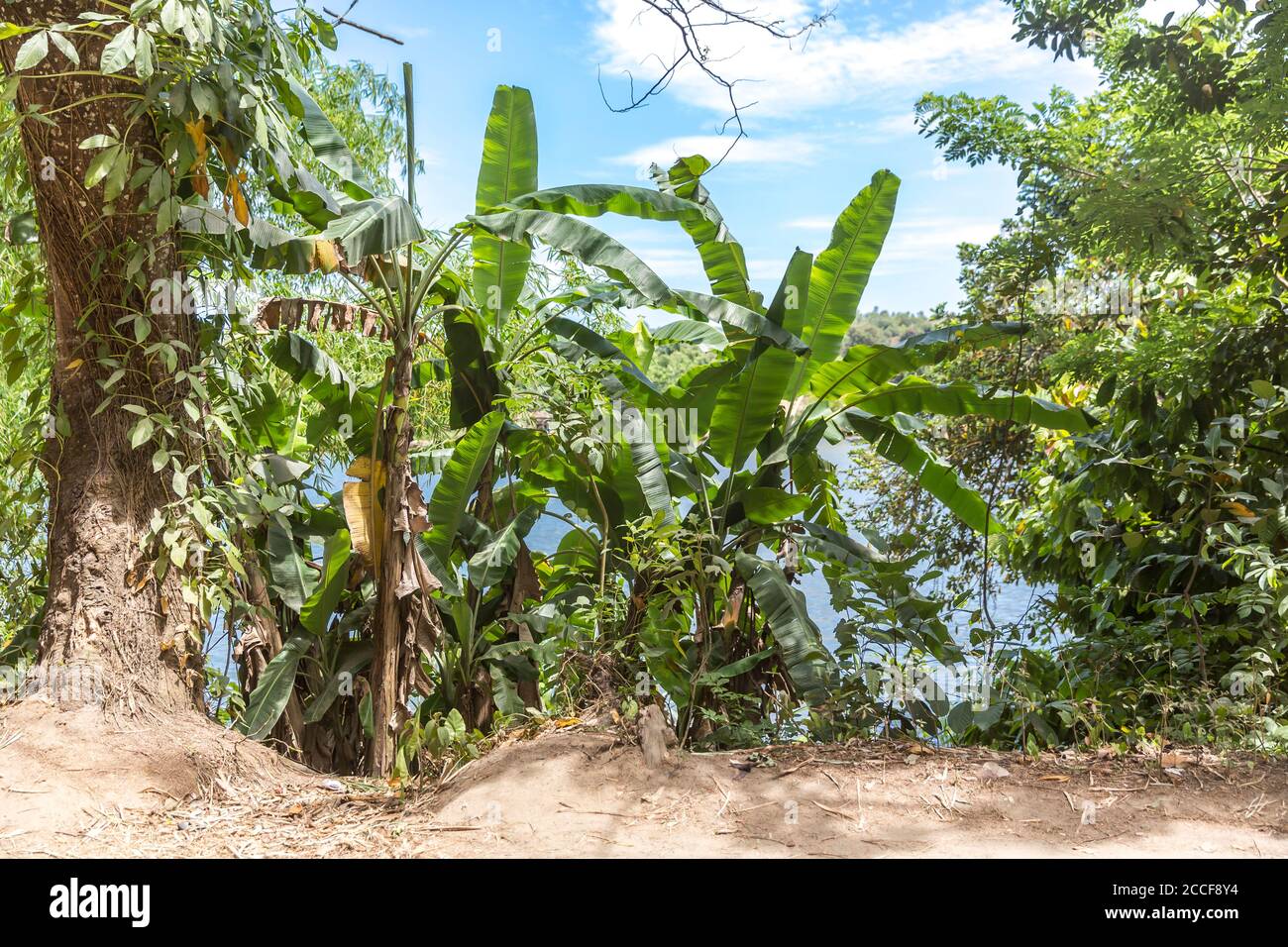 Roadside palm trees, Ivoloina River, Taomasina, Tamatave, Madagascar, Africa, Indian Ocean Stock Photo