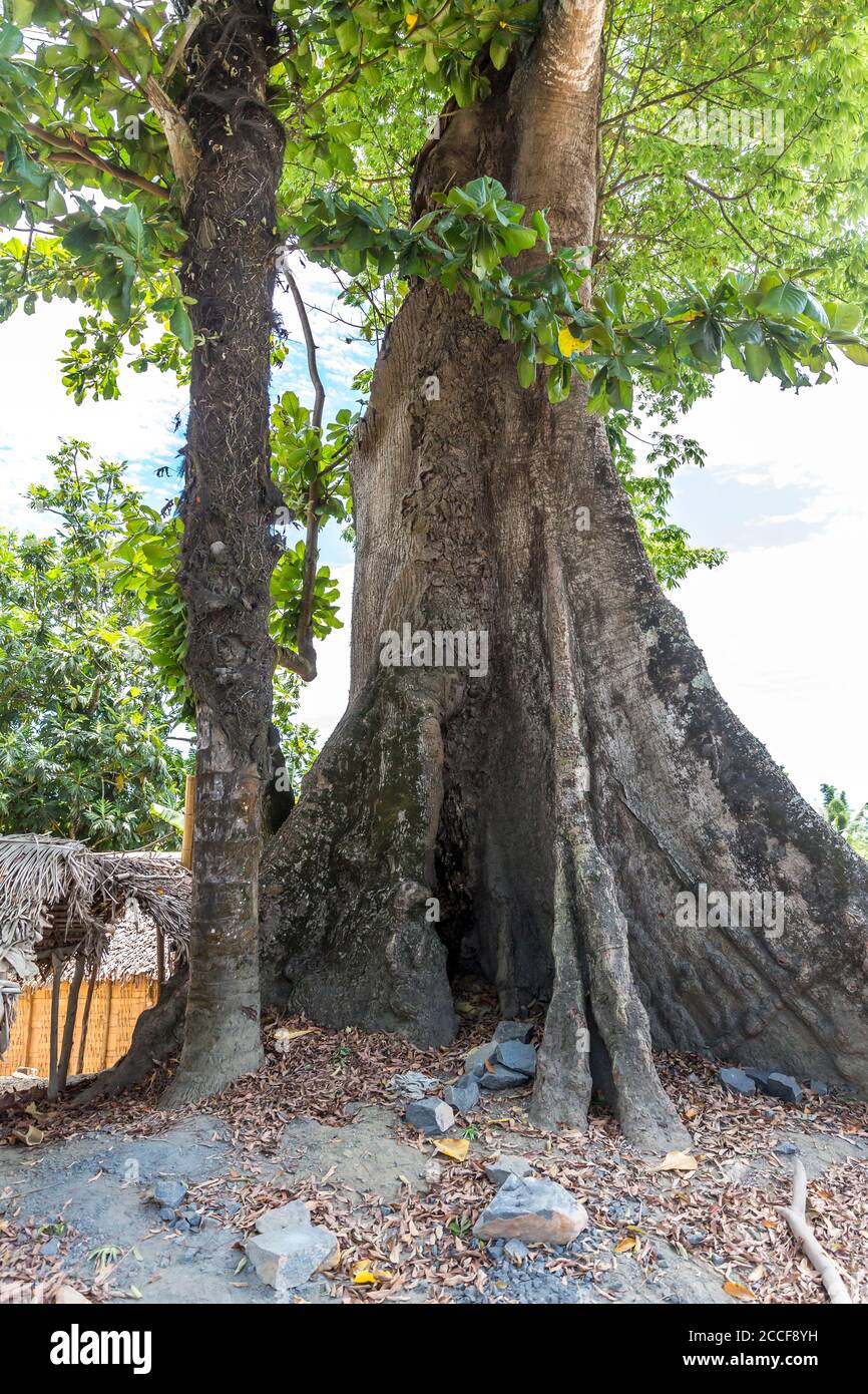 Kapok tree, (Ceiba pentandra), Ivoloina, Taomasina, Tamatave, Madagascar, Africa, Indian Ocean Stock Photo