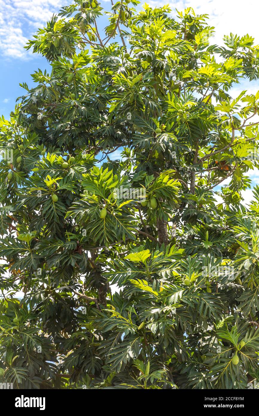 Jackfruit tree, (Artocarpus heterophyllus), Ivoloina, Taomasina, Tamatave, Madagascar, Africa, Indian Ocean Stock Photo