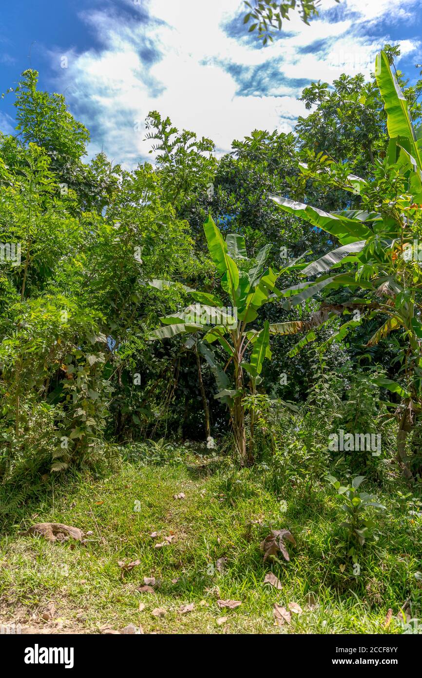 Tropical vegetation, Ivoloina, Taomasina, Tamatave, Madagascar, Africa, Indian Ocean Stock Photo