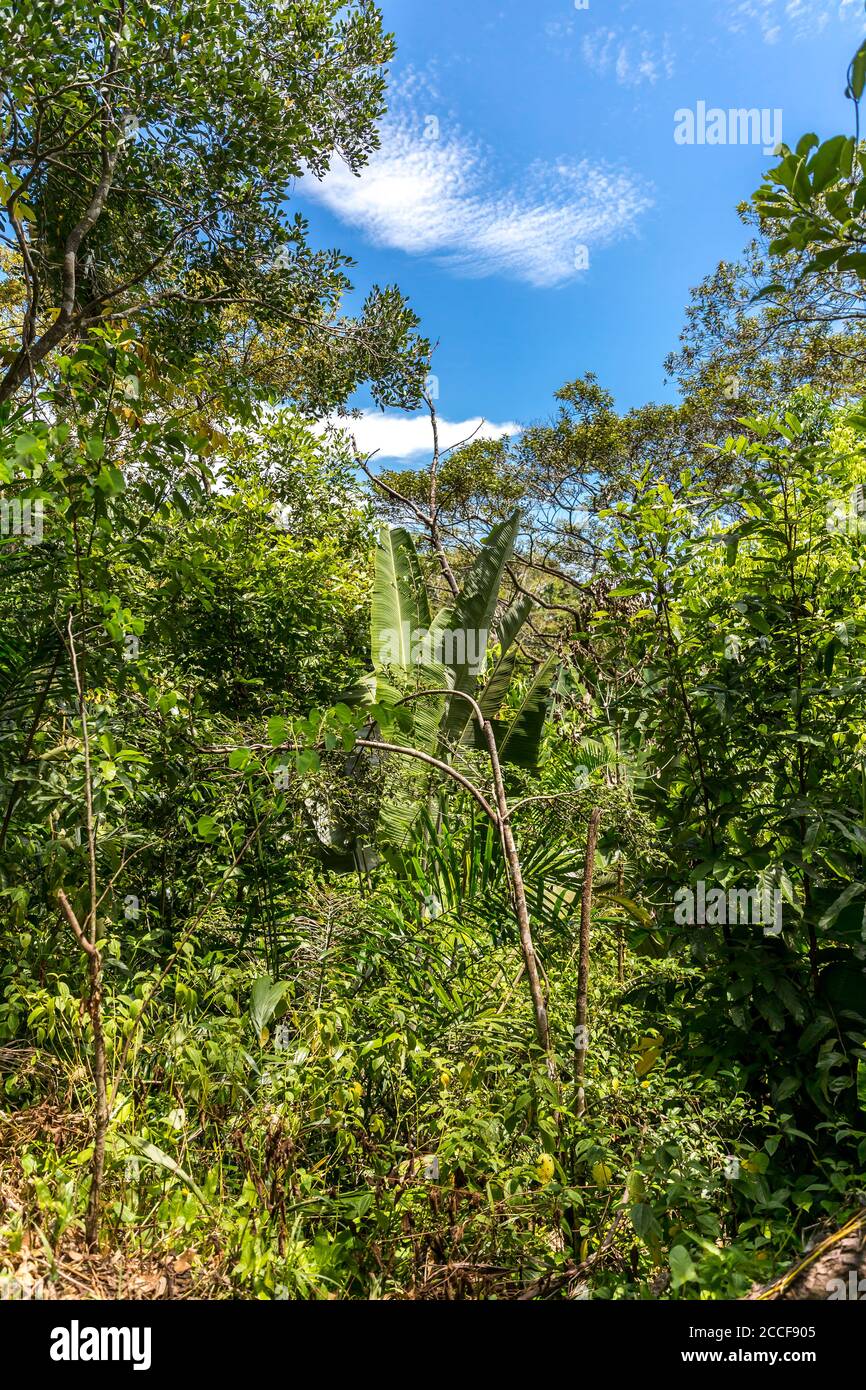 Tropical vegetation, Ivoloina, Taomasina, Tamatave, Madagascar, Africa, Indian Ocean Stock Photo
