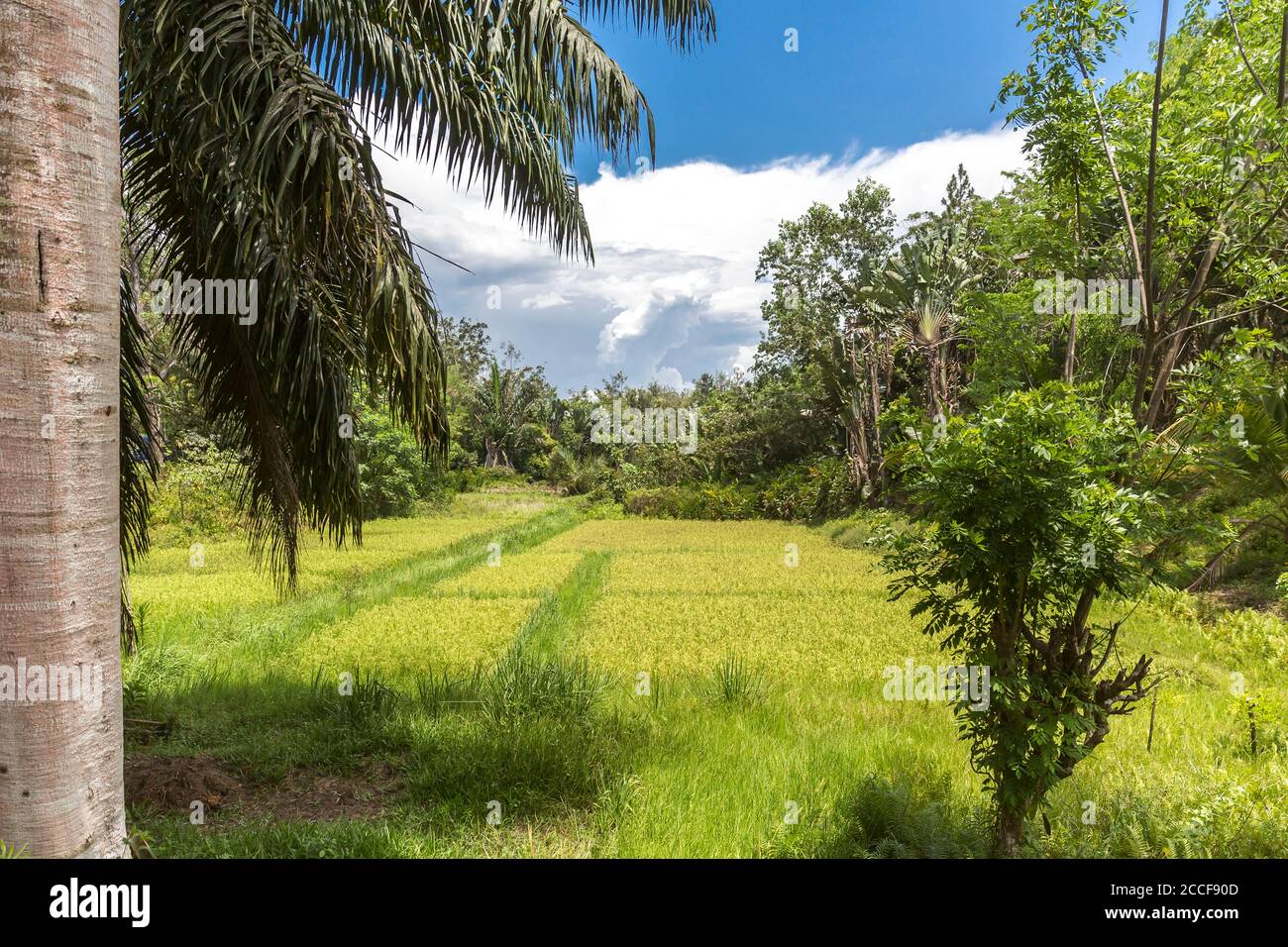 Rice fields, Ivoloina, Taomasina, Tamatave, Madagascar, Africa, Indian Ocean Stock Photo