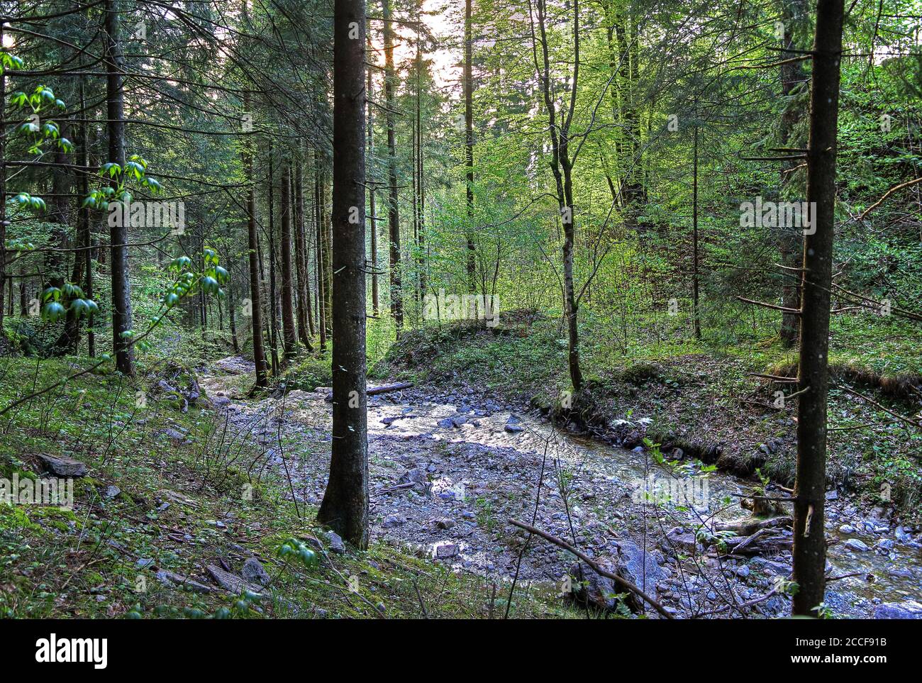 Forest area with mountain stream, Hohenschwangau, Romantic Road, Ostallgäu, Allgäu, Swabia, Bavaria, Germany Stock Photo