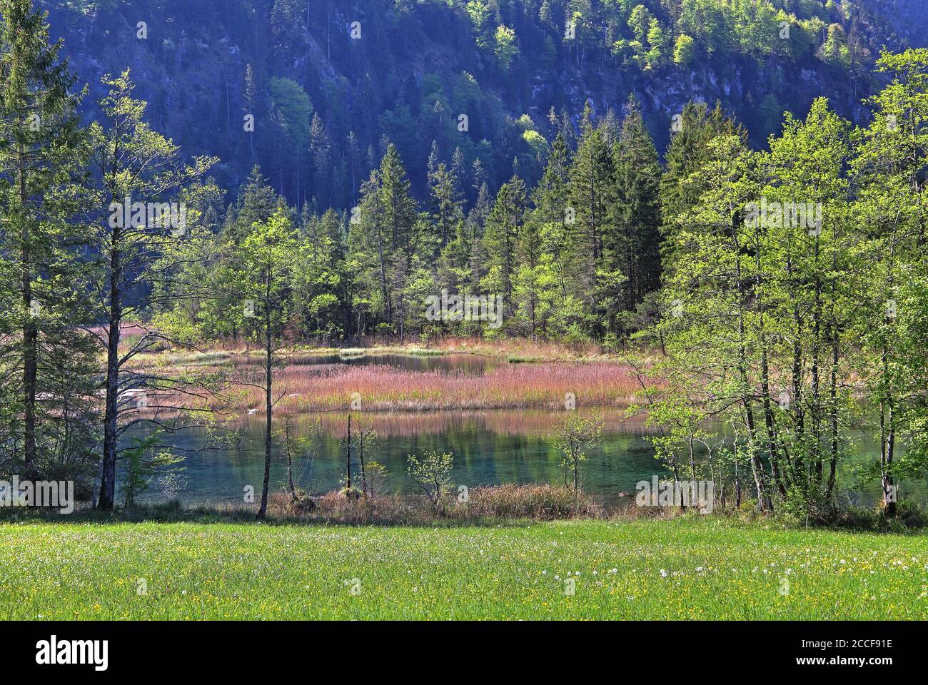 Seven sources in the Loisachtal, Eschenlohe, Das Blaue Land, Upper Bavaria, Bavaria, Germany Stock Photo