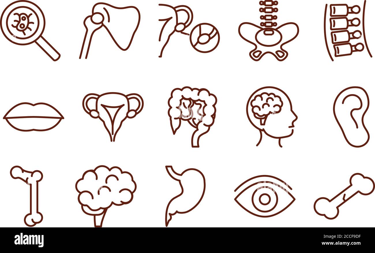 human body anatomy organs health icons collection line style vector ...