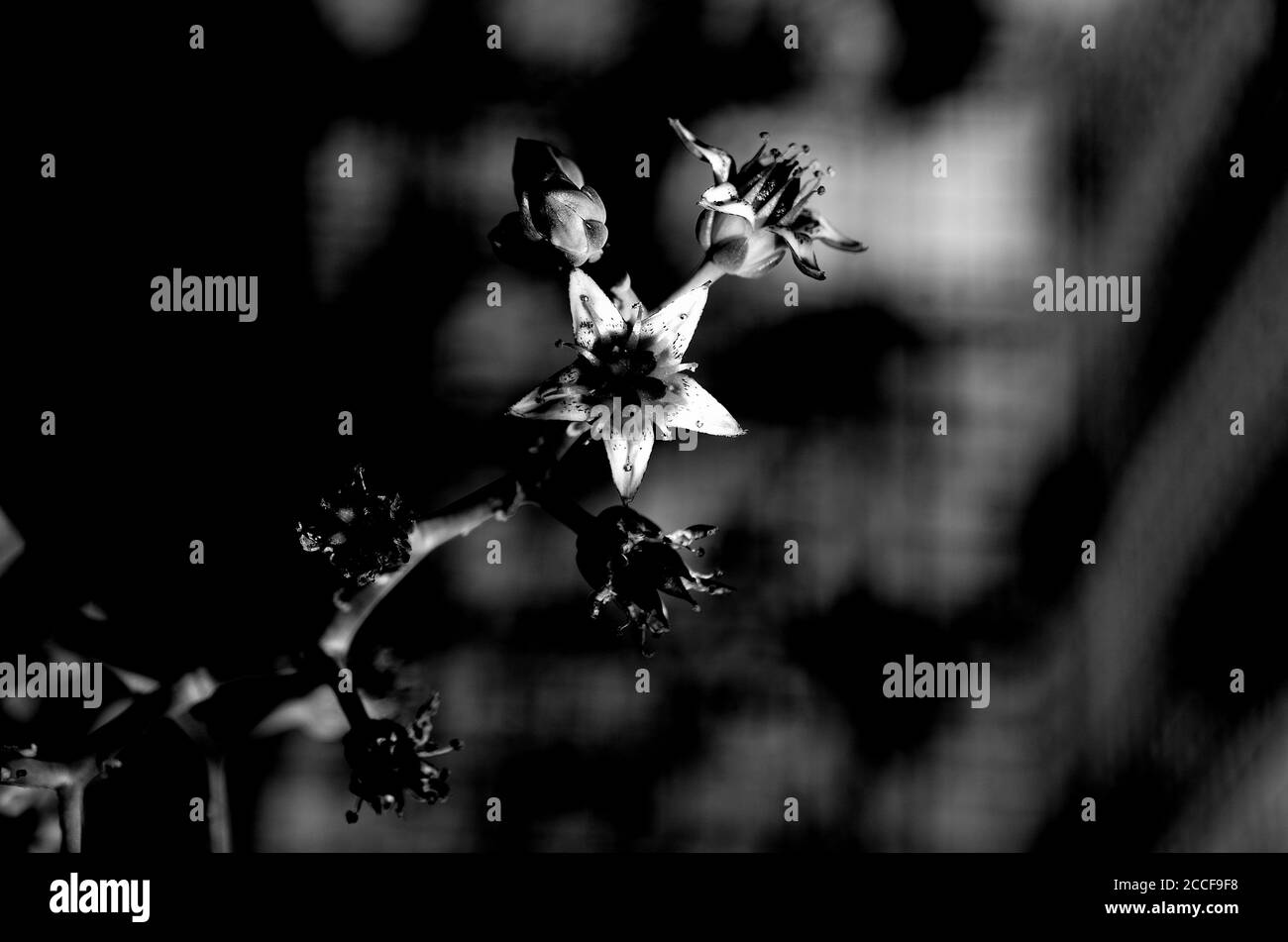 Black and white flower on dark background Stock Photo
