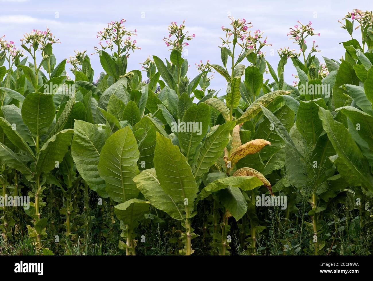 Field with flowering tobacco plants for seed production, Chaneaz