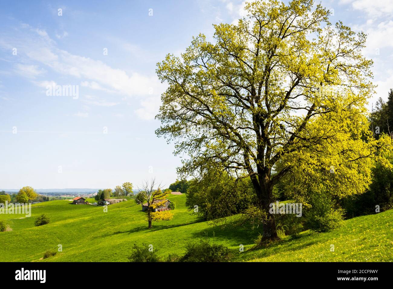 Germany, Bavaria, Blühender Baum bei Sindelsdorf Stock Photo