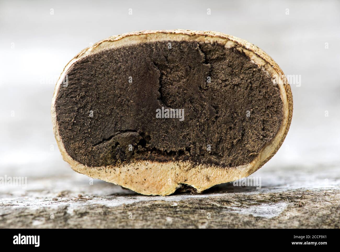 Brown-black spore mass inside a thick-skinned potato bovist (Scleroderma citrinum), Chaneaz, Switzerland Stock Photo