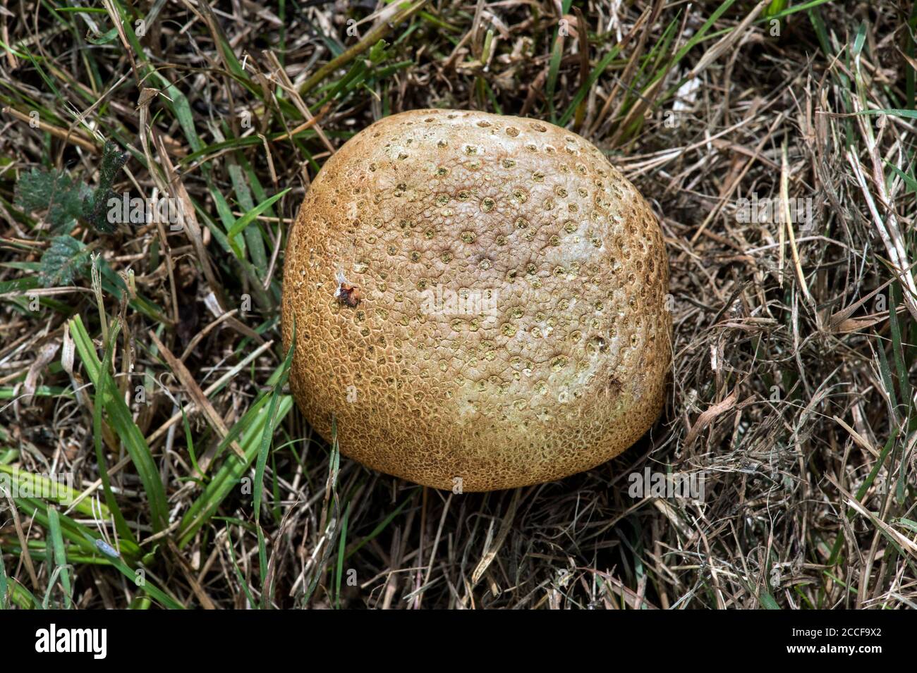 Thick-skinned Potato Bovist (Scleroderma citrinum), Chaneaz, Switzerland Stock Photo