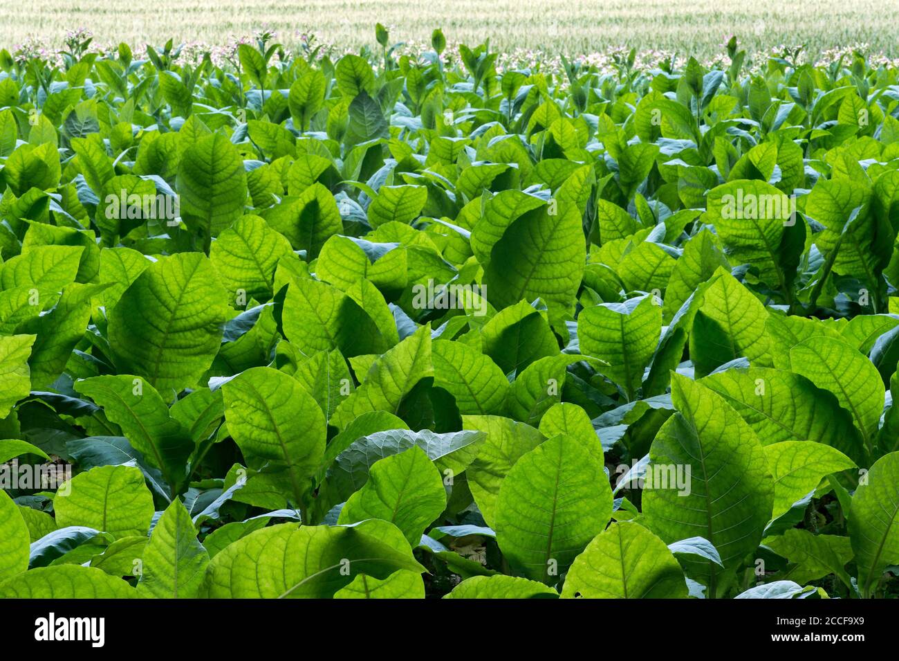 Tobacco field hires stock photography and images Alamy
