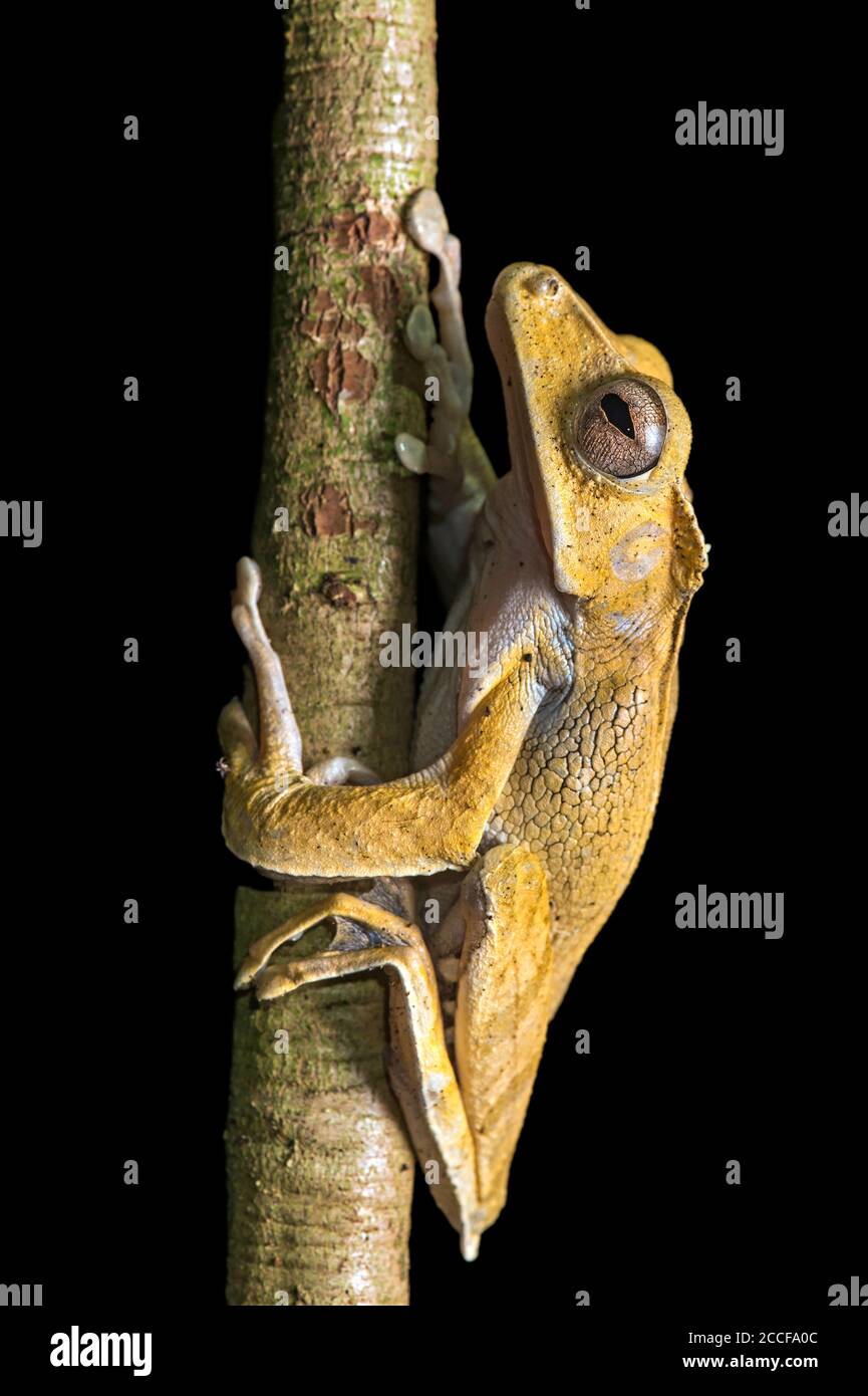 File-eared Tree Frog (Polypedates otilophus), Rhacophoridae family, an endemic frog species in Borneo, Danum Valley Conservation Area, Sabah, Borneo, Stock Photo