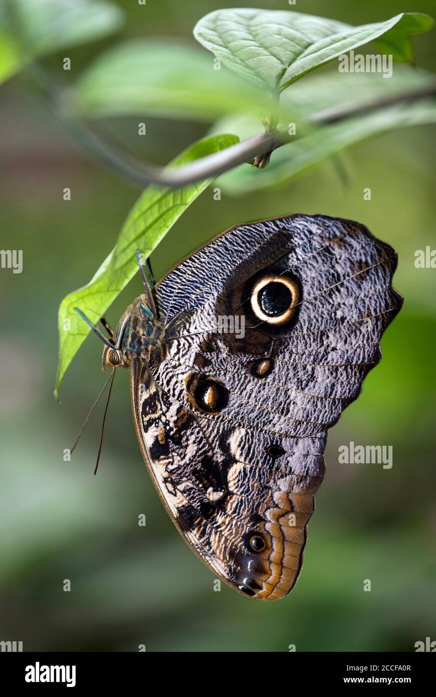 Banana butterfly (Caligo sp.), Family of noble butterflies (Nymphalidae), Mindo region, Ecuador Stock Photo