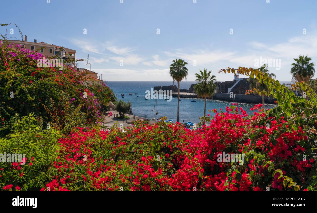 Bougainvillea with a view from Câmara de Lobos, a fishing village west