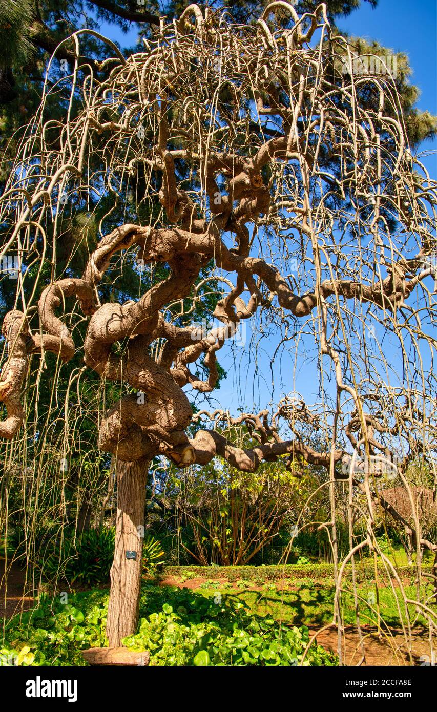 Palheiro Gardens in Funchal, Sofora Pagoda Tree, Sophara, jabonica Pendula, several themed gardens, chapel, Madeira, Portugal Stock Photo