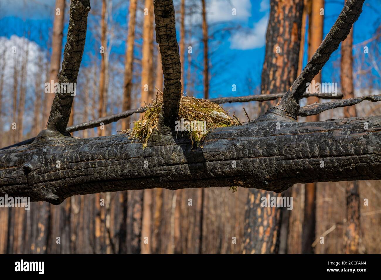 Birds nest on a dead burnt tree hires stock photography and images Alamy