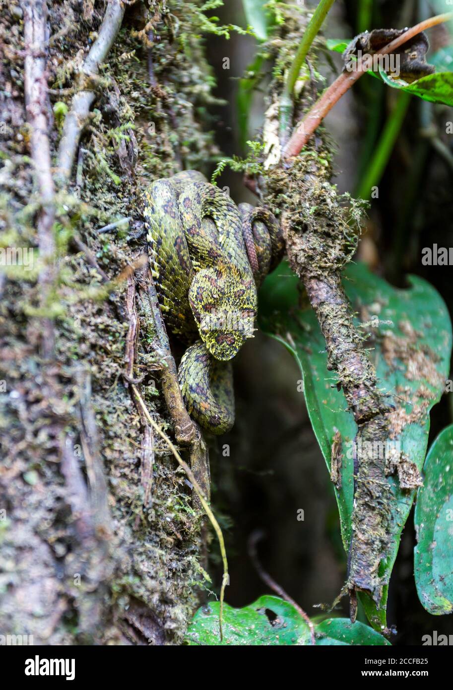 Eyelash viper, Bothriechis schlegelli, highly venomous pit viper, family Viperidae, native to Central and South America Stock Photo