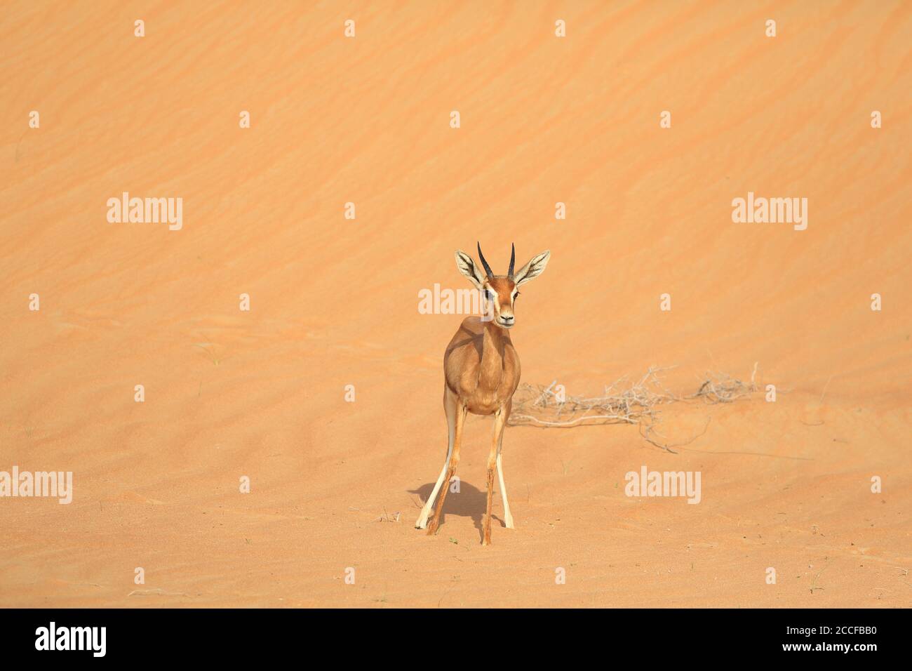 Gazelle Arabic High Resolution Stock Photography and Images - Alamy