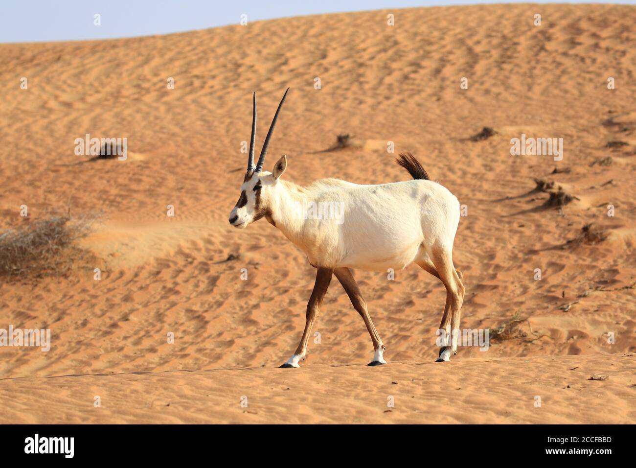 Arabian oryx antelope Stock Photo