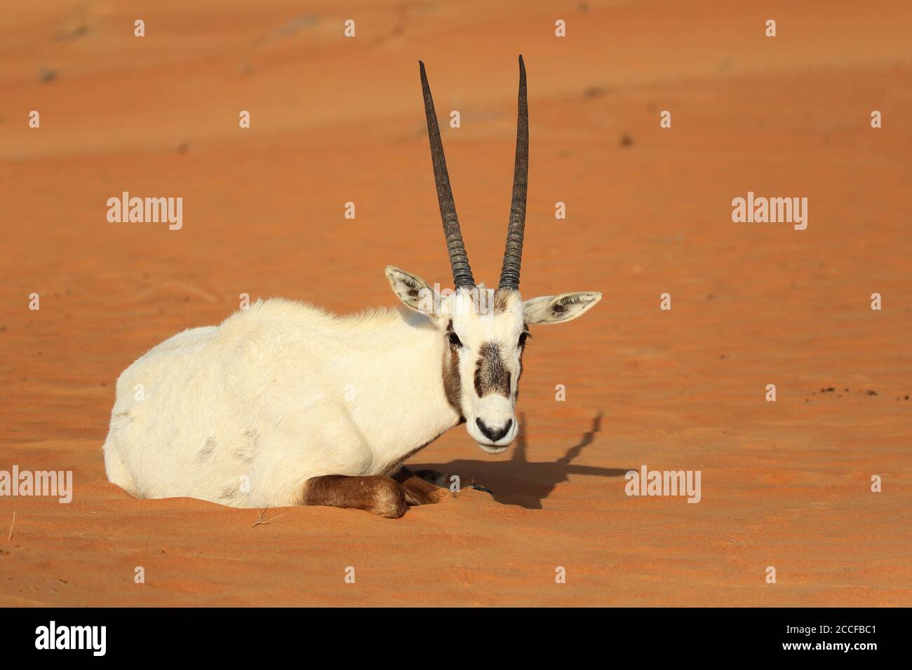 Arabian oryx antelope lies in the sand Stock Photo