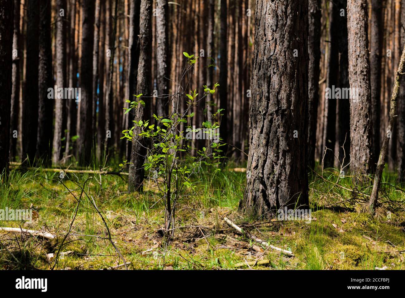 Deciduous pine hires stock photography and images Alamy