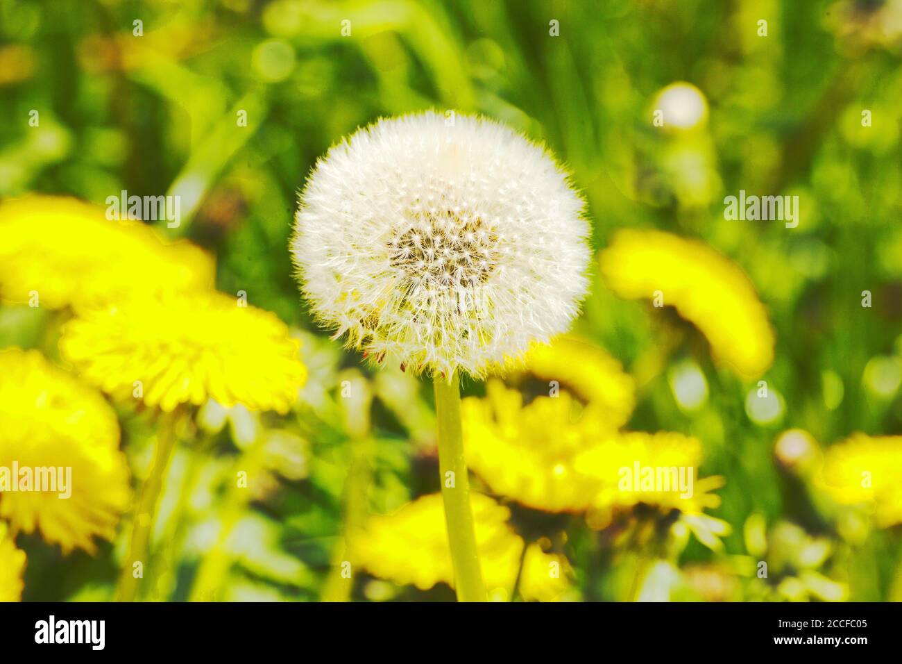 Dandelion meadow with flowers and infructescence Stock Photo