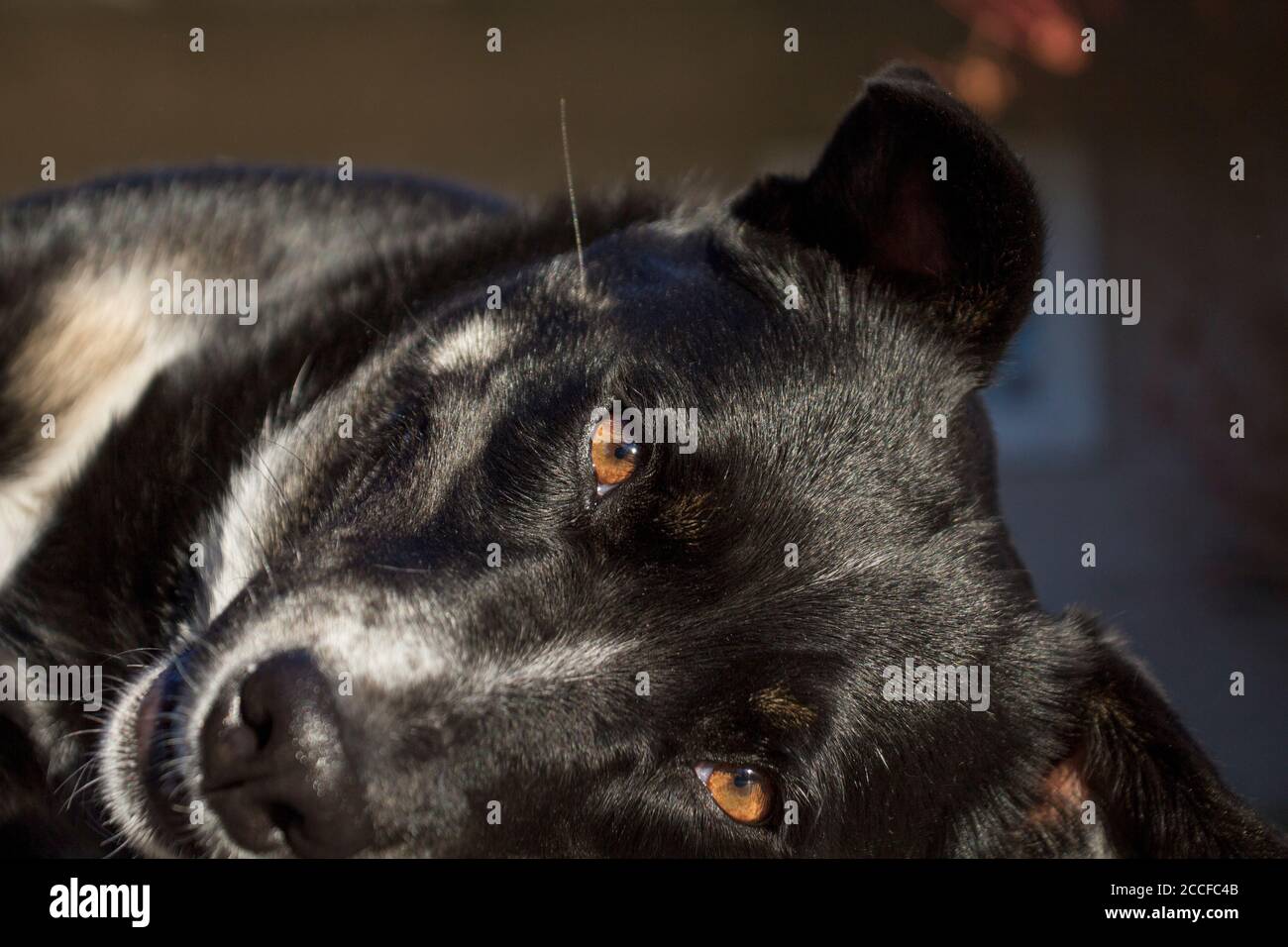 mixed breed black dog laying down, closeup of face, sweetly looking at viewer, with golden eyes Stock Photo