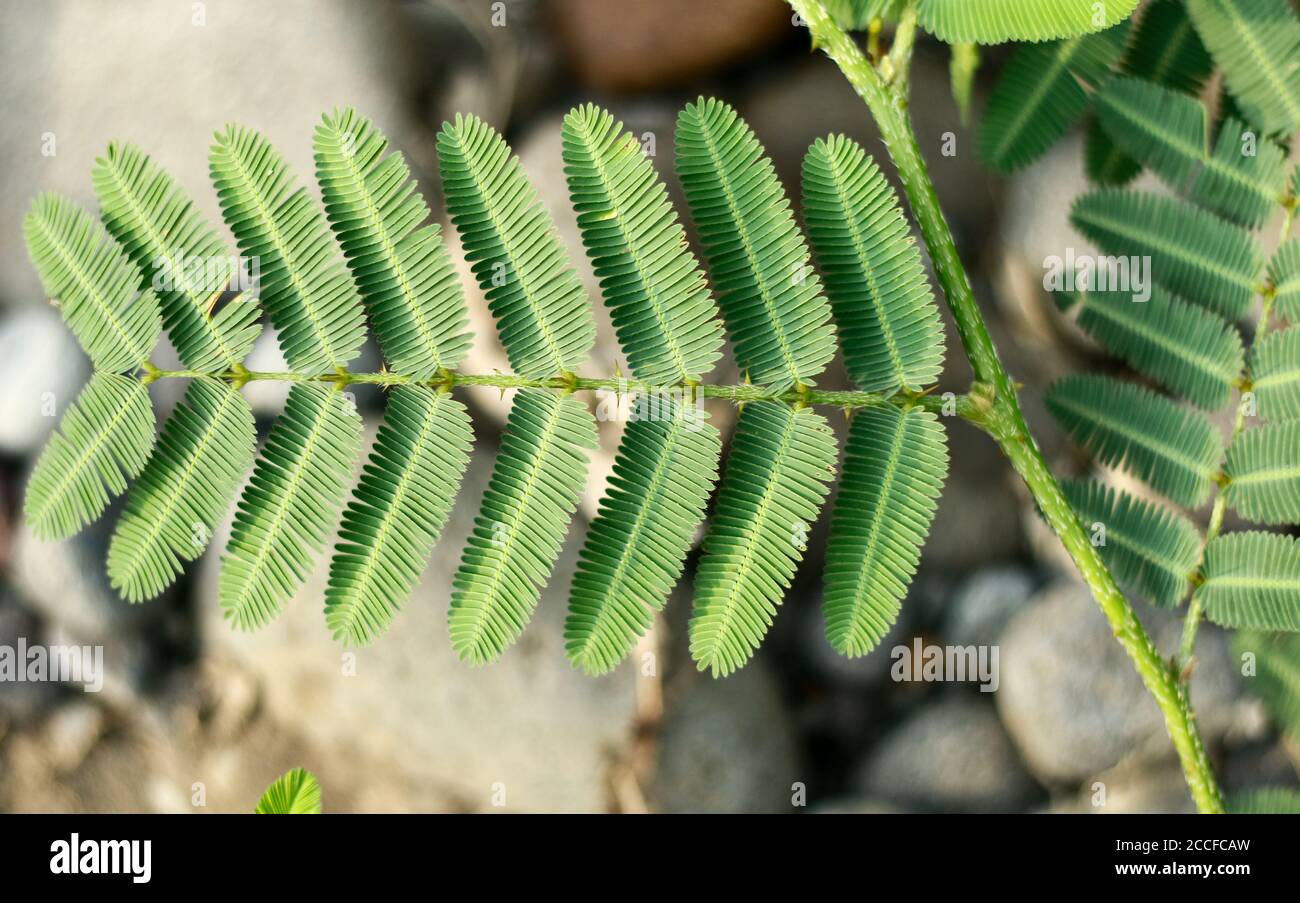 Mimosa pudica, also called humble plant Stock Photo - Alamy