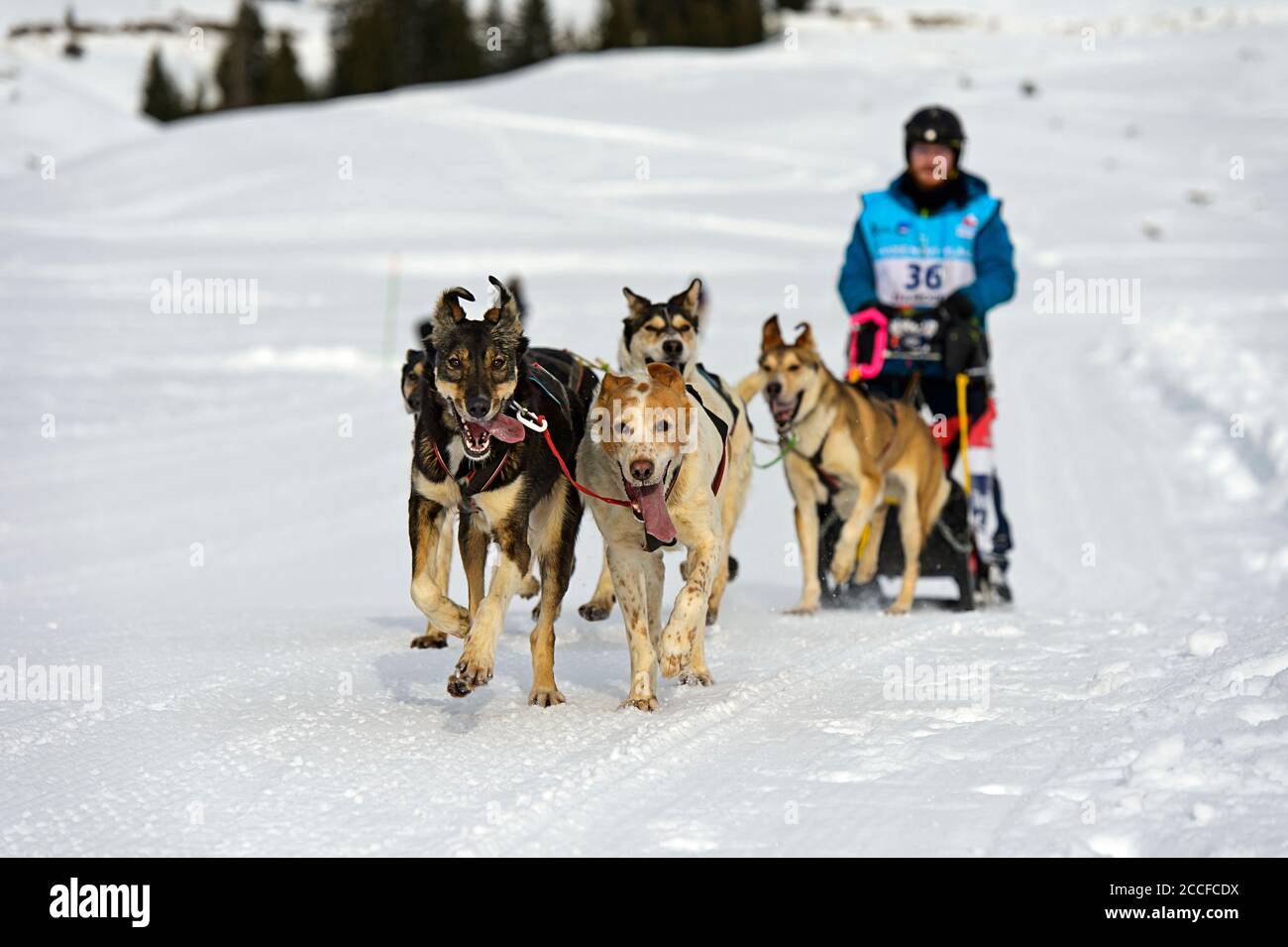 Dog sledding team, dog sled racing, Praz de Lys Sommand, Haute-Savoie, Savoy, France Stock Photo