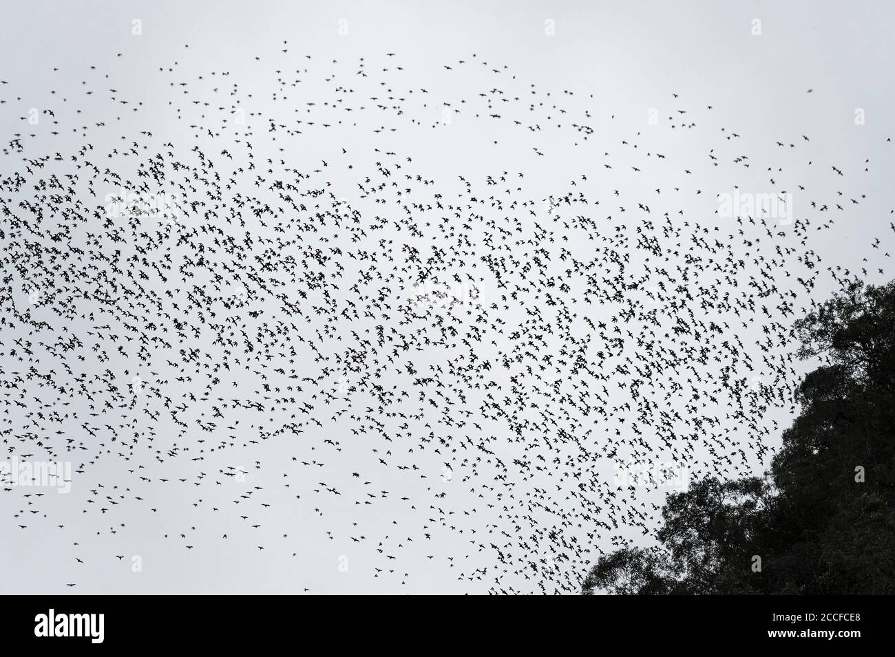 Millions of bats leave the Deer Cave foraging at dusk, Gunung Mulu