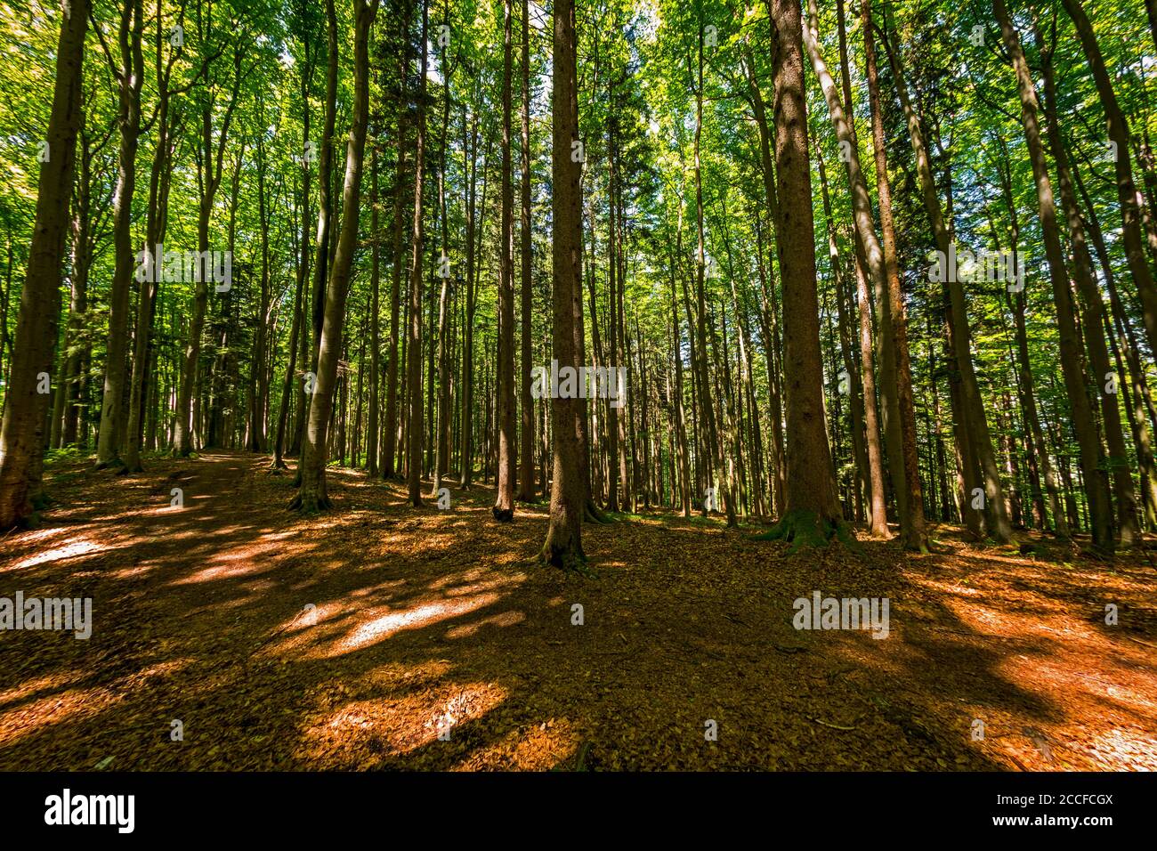 Germany, Bavaria, Buchen-Mischwald, Stock Photo