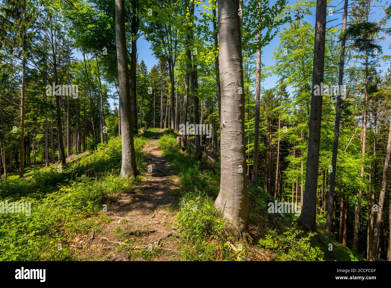 Germany, Bavaria, Buchen-Mischwald, Stock Photo