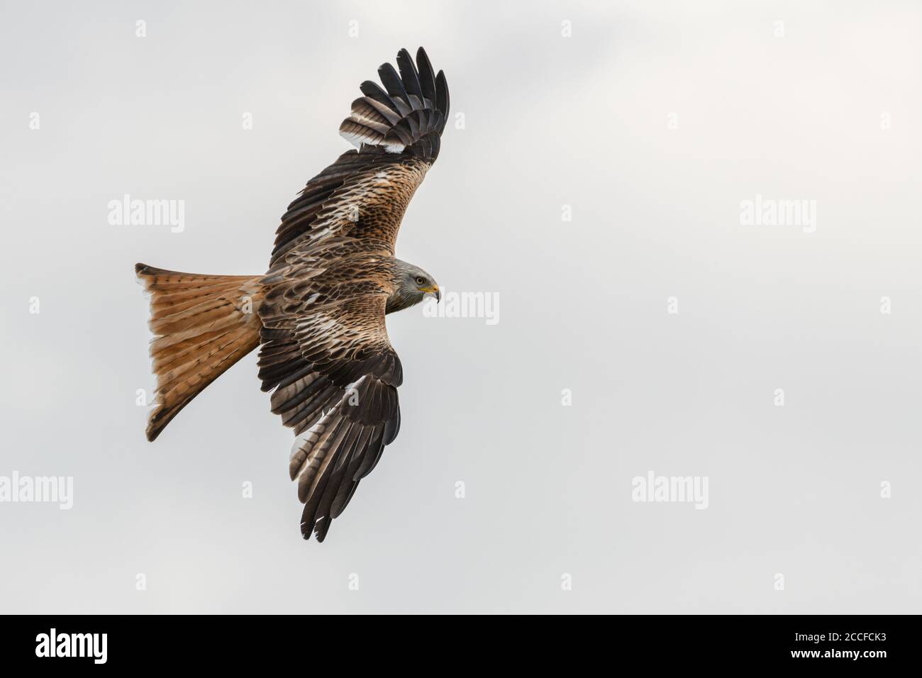 Red kite in flight. Native bird species in Germany. Stock Photo