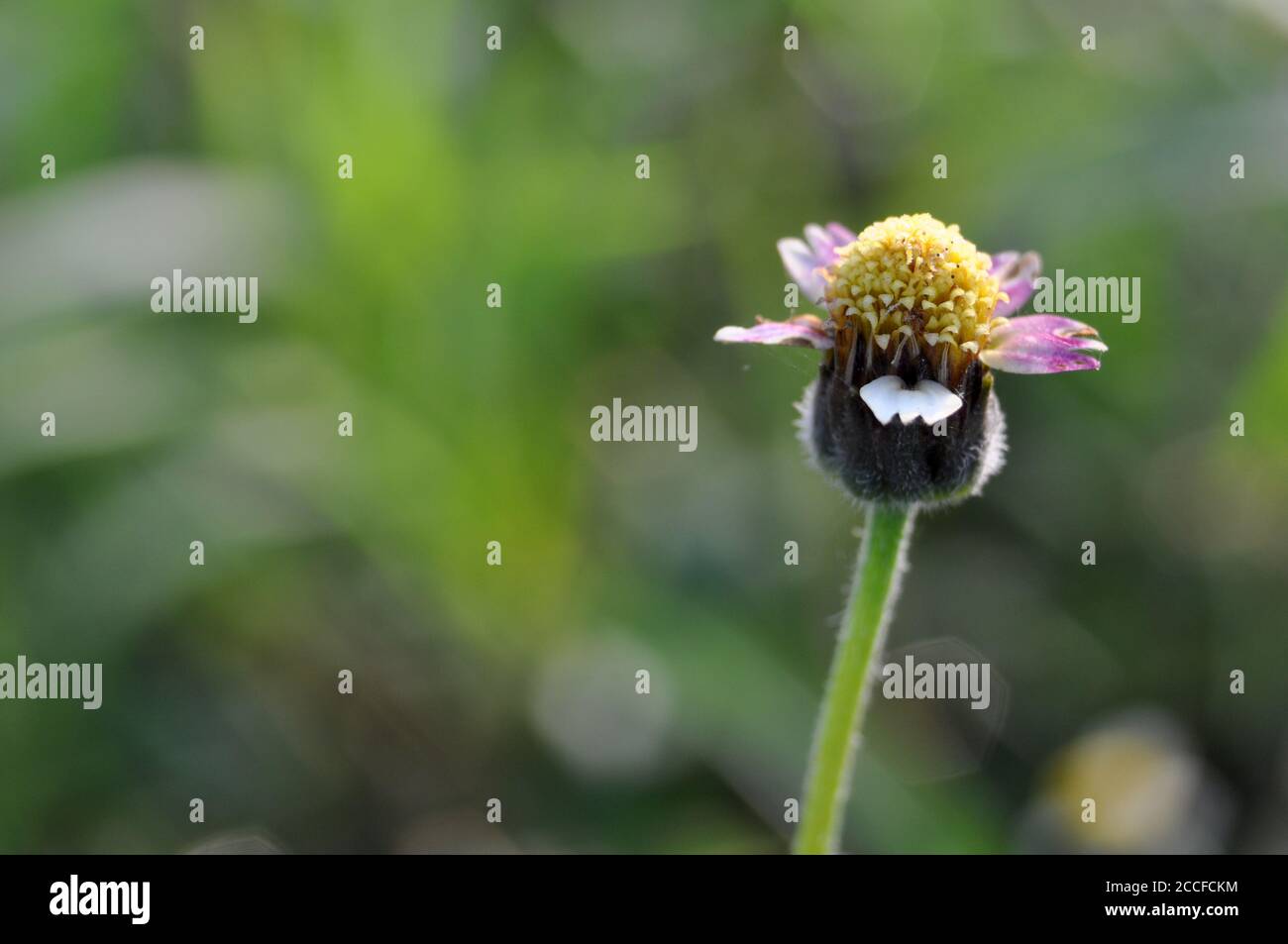 Tridax procumbens - flowering daisy family Stock Photo