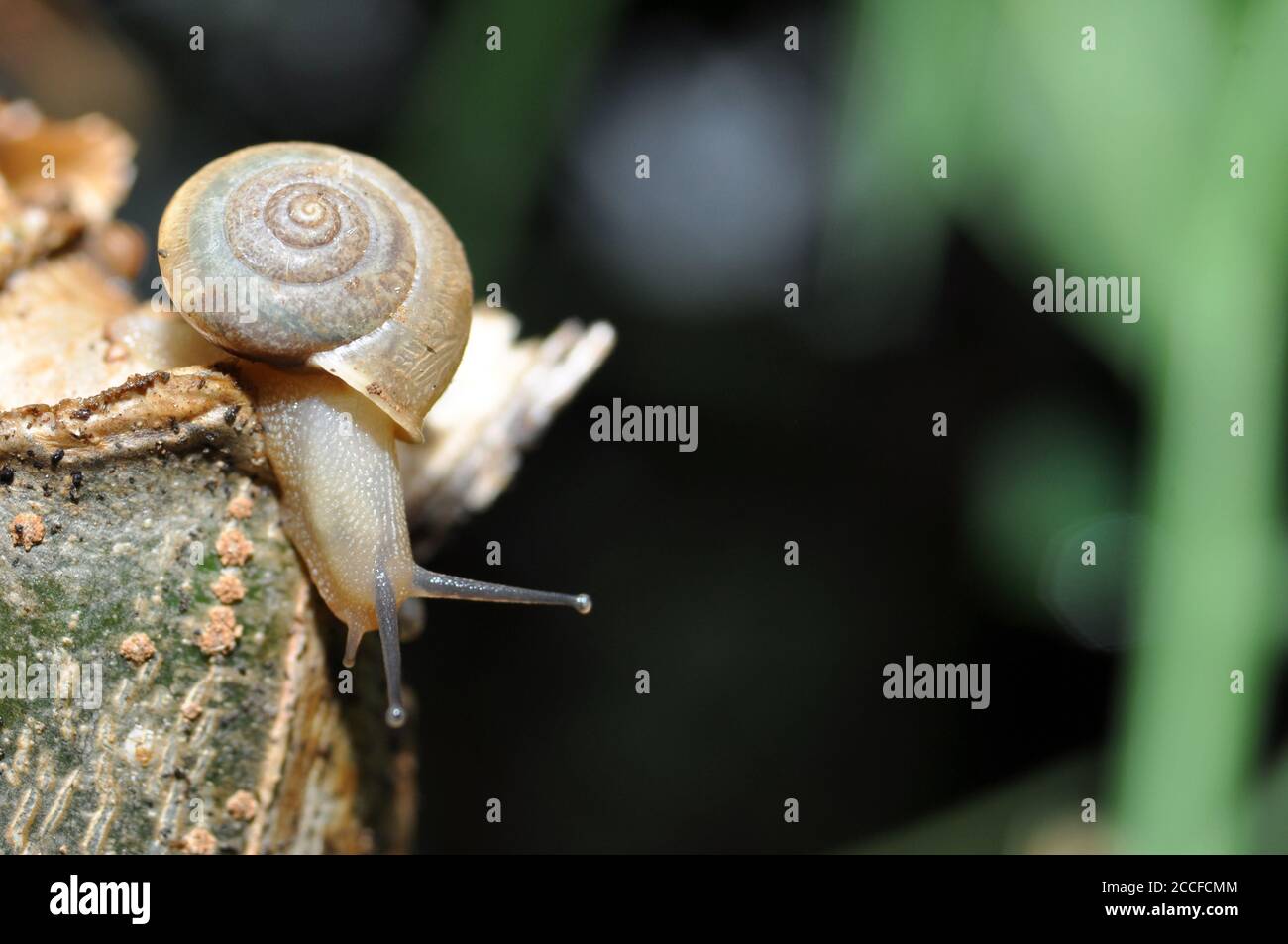 Asian trampsnail creeping on the branches Stock Photo