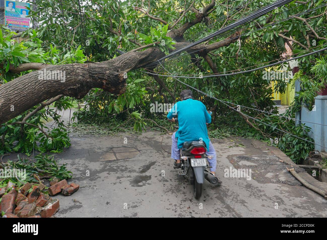 Howrah, West Bengal, India - 21st May 2020 : Super cyclone Amphan uprooted tree which fell and blocked road. Citizen passing through dangerously. Stock Photo